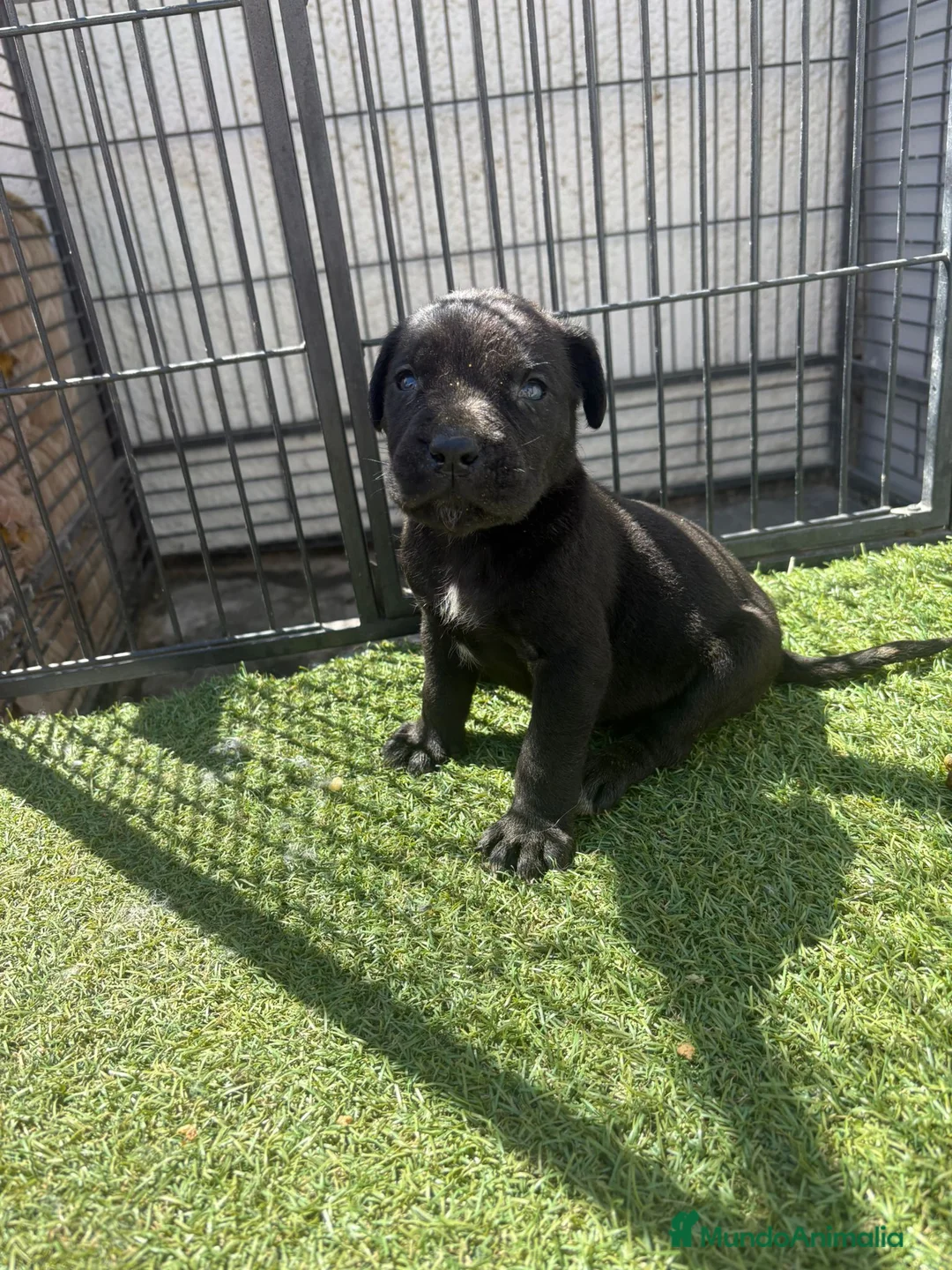 Cane Corso perros en venta: Cane Corso 3 Machos - Anuncio 1