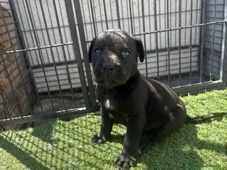 Cane Corso perros Cane Corso 3 Machos - Anuncio 1