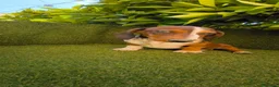 Teckel Miniatura perros en venta: teckel arlequin daple macho - Anuncio 8