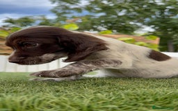 Cocker Spaniel Inglés perros en venta: COCKER MACHO RUANO - Imagen 5