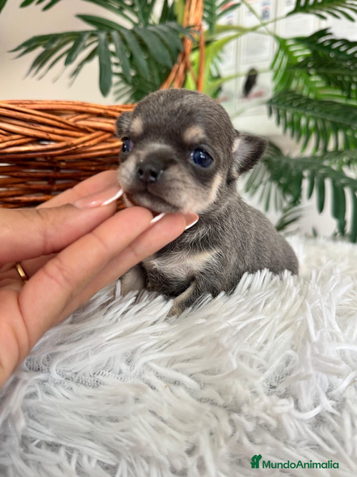 Chihuahua perros CHIHUAHUA BLUE - Anuncio 1