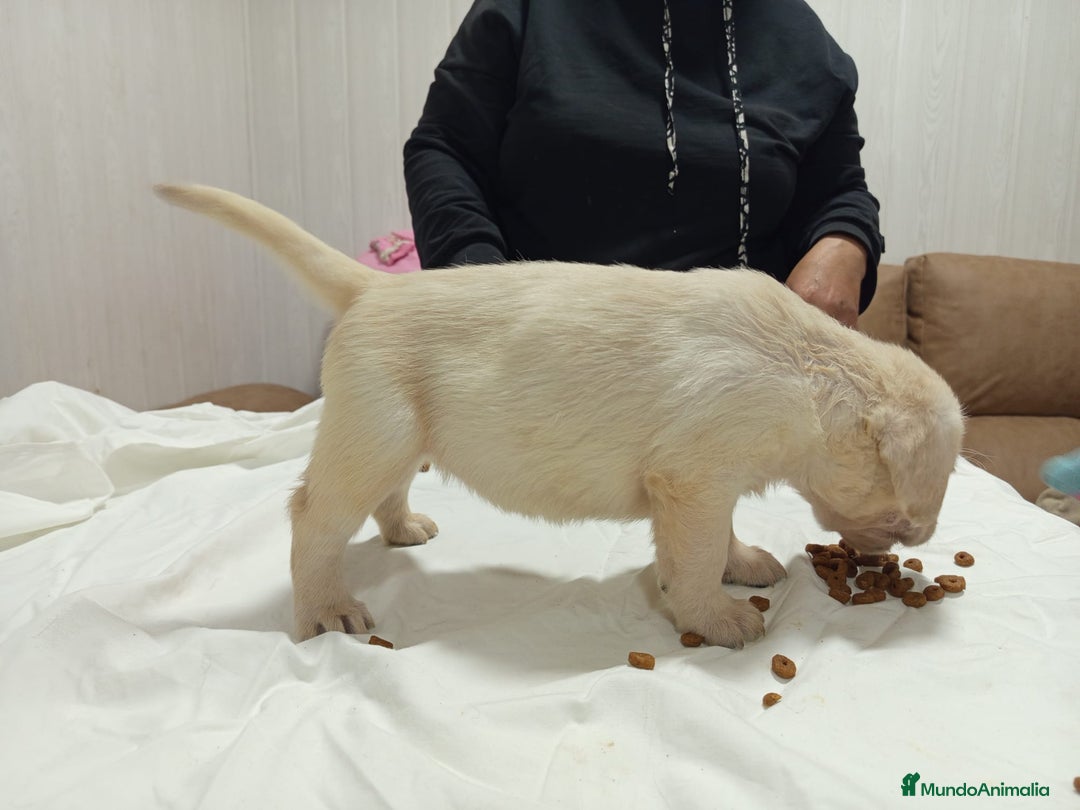 Labrador Retriever perros en venta: Labrador retriever  - Anuncio 4