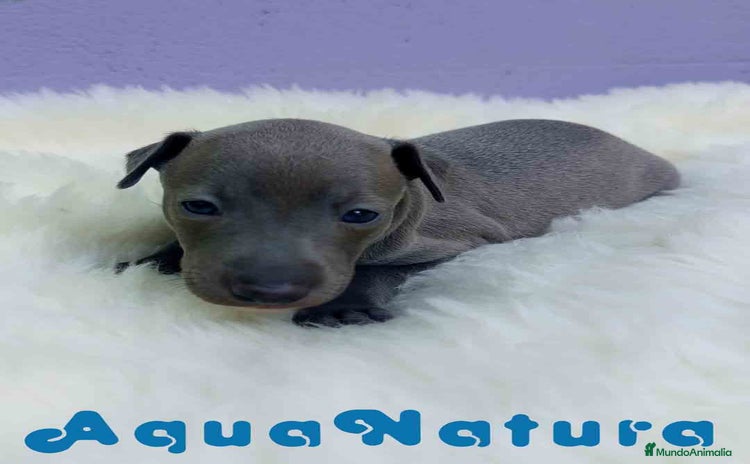 Pequeño Lebrel Italiano perros - Anuncio 9