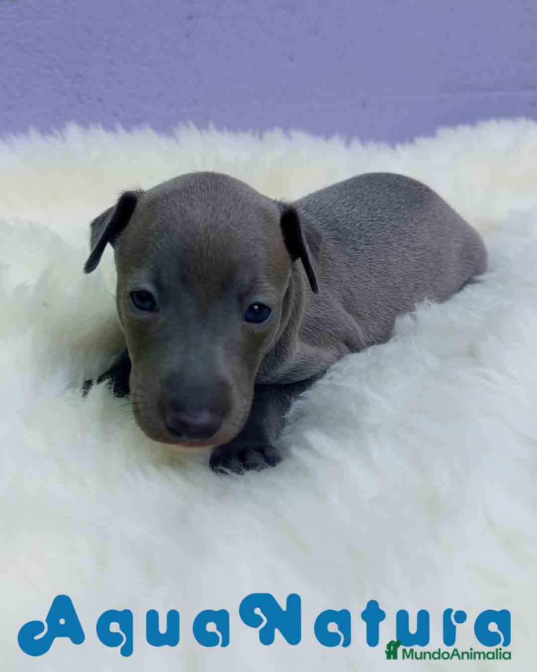Pequeño Lebrel Italiano perros en venta: Lebrel Italiano Hembra 2 de BN y Omega AQUANATURA - Imagen 1