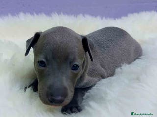 Pequeño Lebrel Italiano perros Lebrel Italiano Hembra 2 de BN y Omega AQUANATURA - Anuncio 12