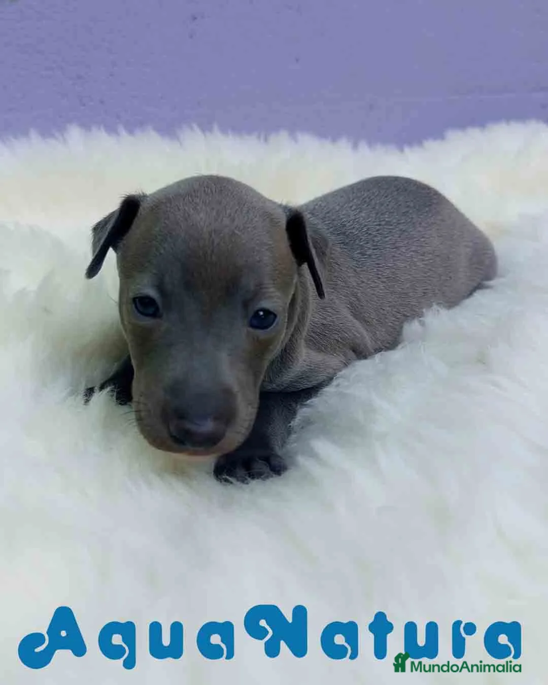 Pequeño Lebrel Italiano perros en venta: Lebrel Italiano Hembra 2 de BN y Omega AQUANATURA - Anuncio 1