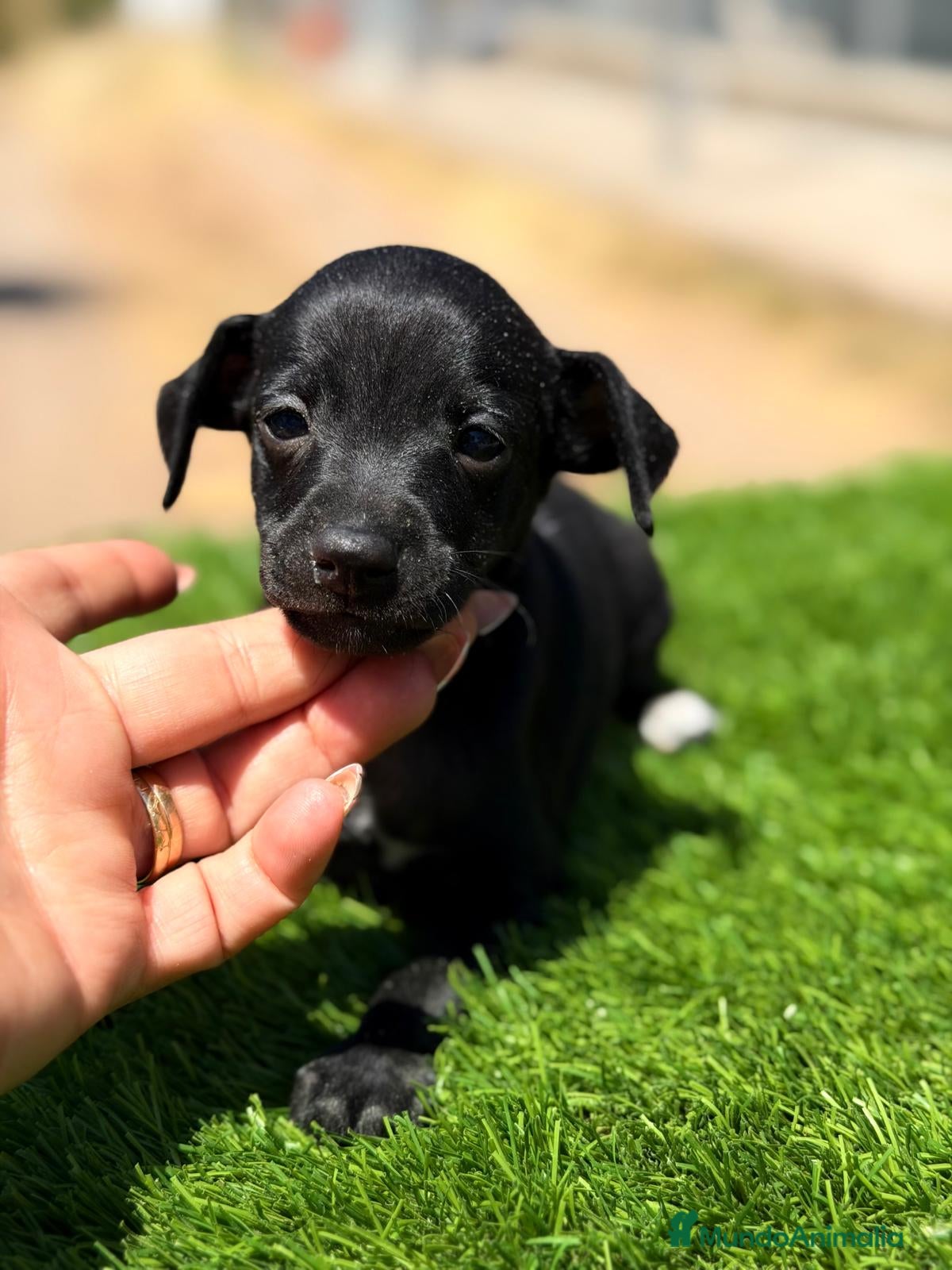 Pequeño Lebrel Italiano perros PICCOLO GALGO ITALIANO NEGRO - Anuncio 4