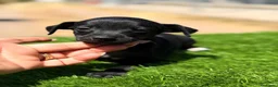 Pequeño Lebrel Italiano perros en venta: PICCOLO GALGO ITALIANO NEGRO - Anuncio 1