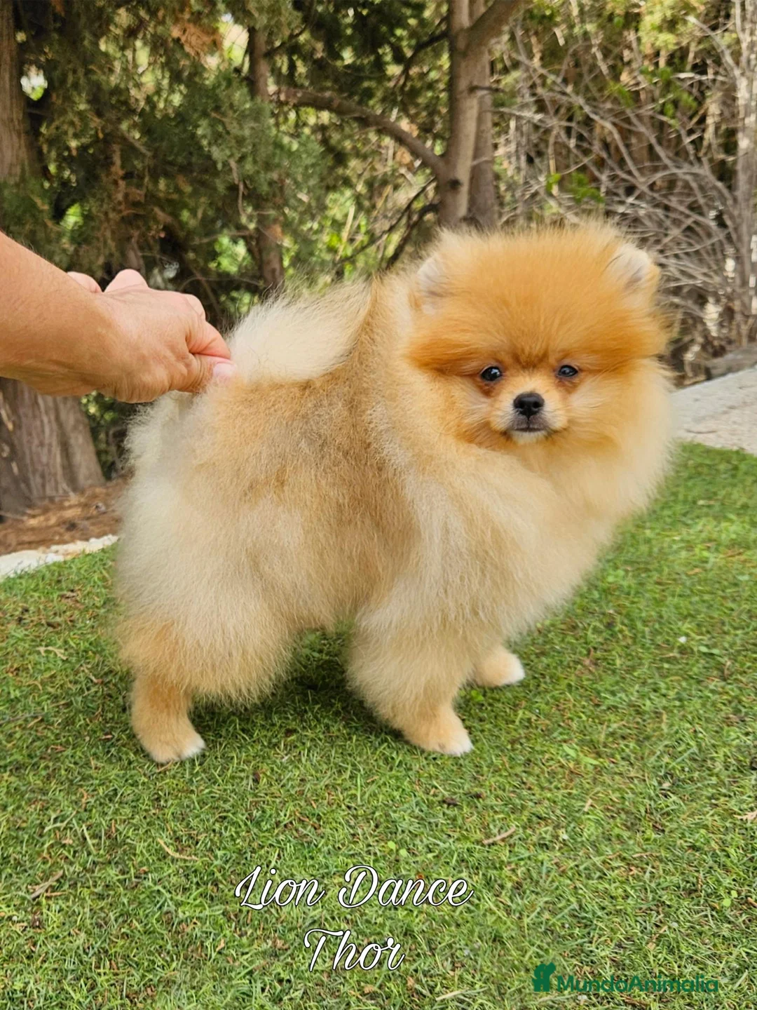 Pomerania perros en venta: Pomeranias calidad excepcional en Málaga - Anuncio 2