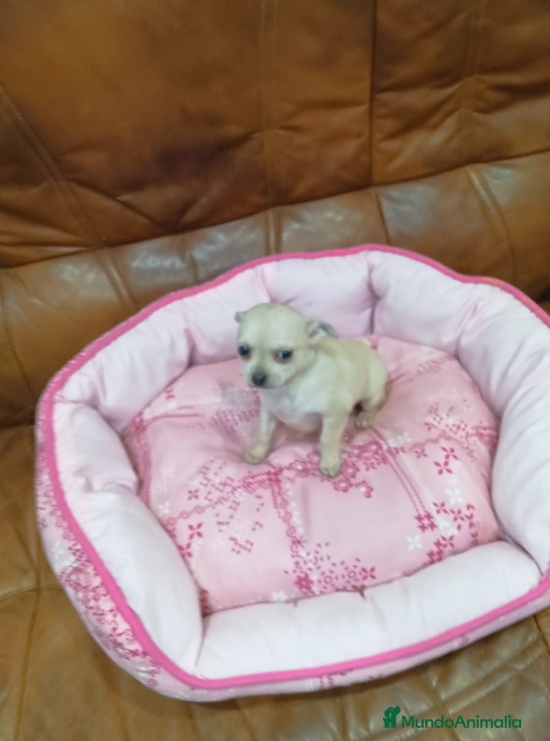 Chihuahua perros en venta: Chihuahua toy - Anuncio 2