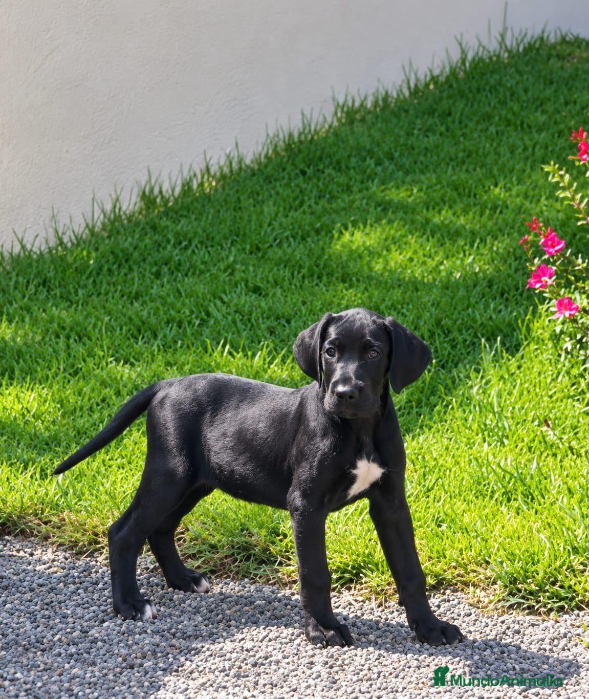 Otras razas perros Disponibles Gran Danés de Calidad  - Anuncio 1