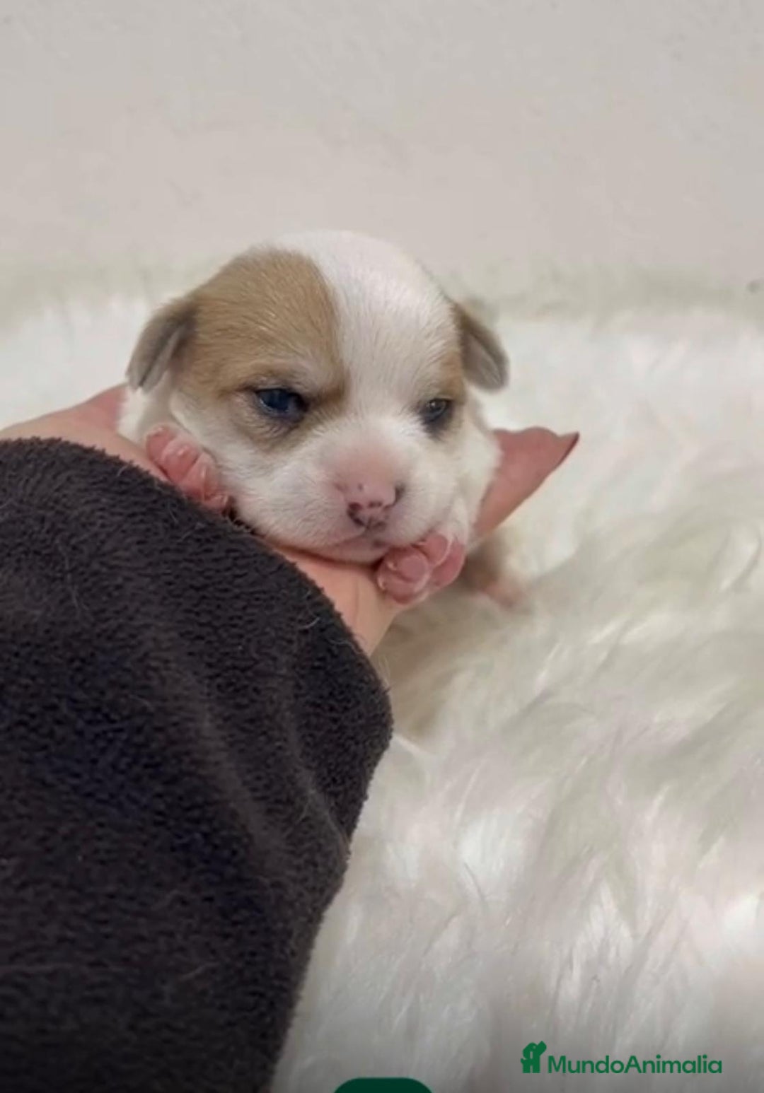 Jack Russell Terrier perros en venta: JACK RUSSELL MINI - Anuncio 3