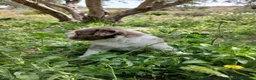 Otras razas perros en venta: AUSTRALIAN WATER DOG - Anuncio 15