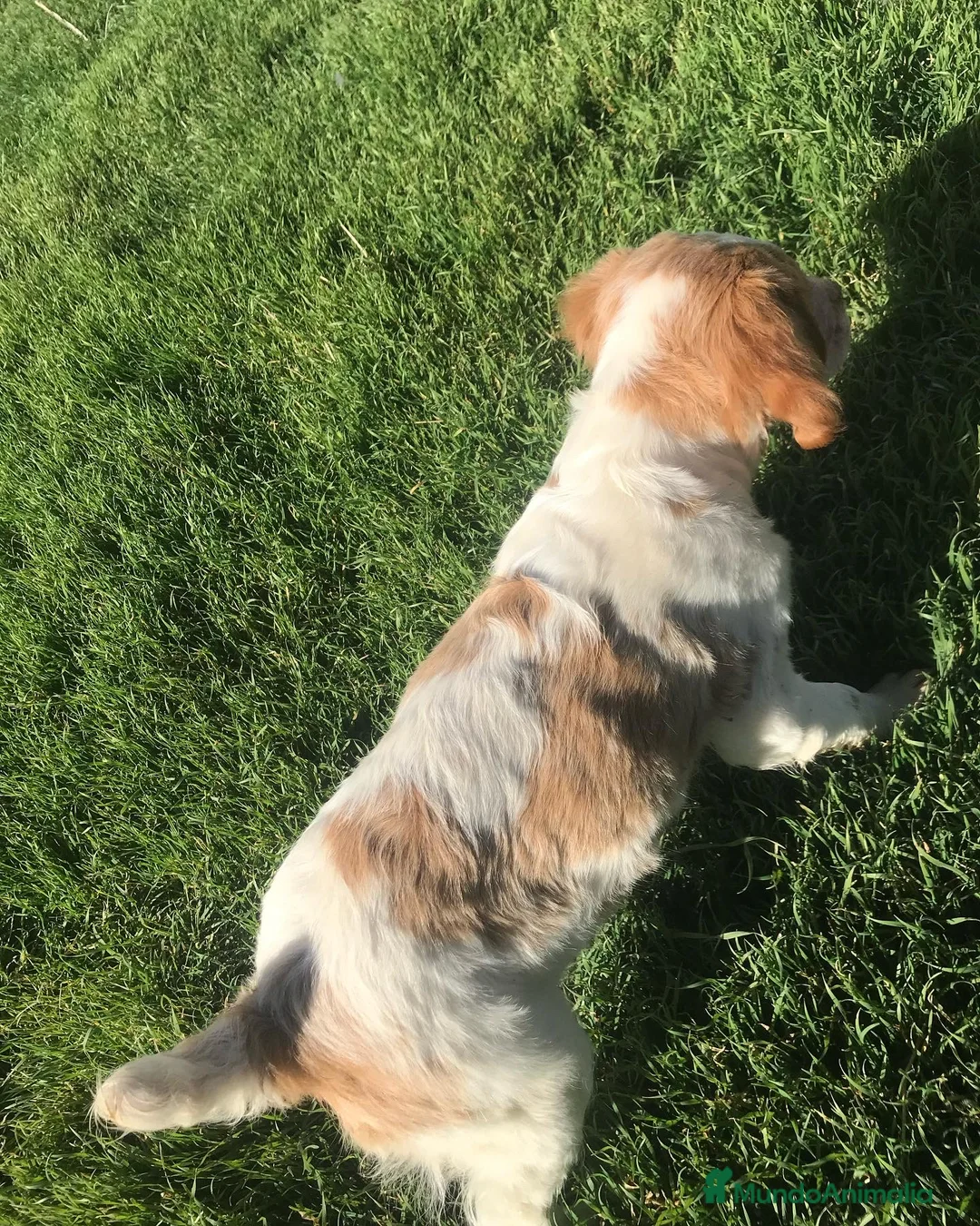 Épagneul Breton perros en venta: Epagneul breton - Anuncio 19