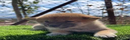 Shiba Inu perros en venta: SHIBA INU  - Anuncio 4