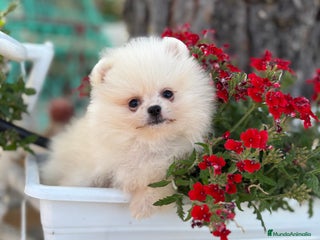 Pomerania perros Pomerania Toy - Anuncio 1