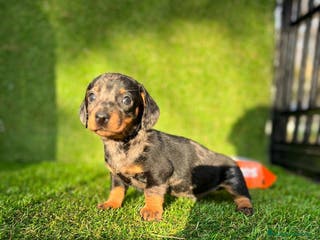 Teckel perros CACHORROS//// LISTOS PARA ENTREGAR //// en Badajoz - Anuncio 24
