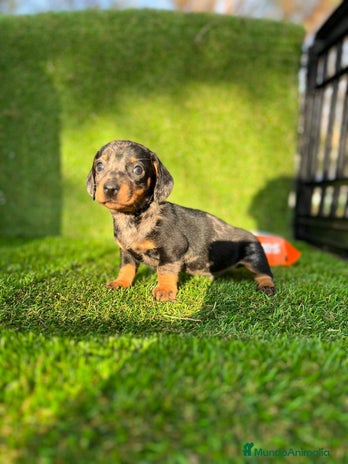 Teckel perros en Badajoz - Anuncio 11