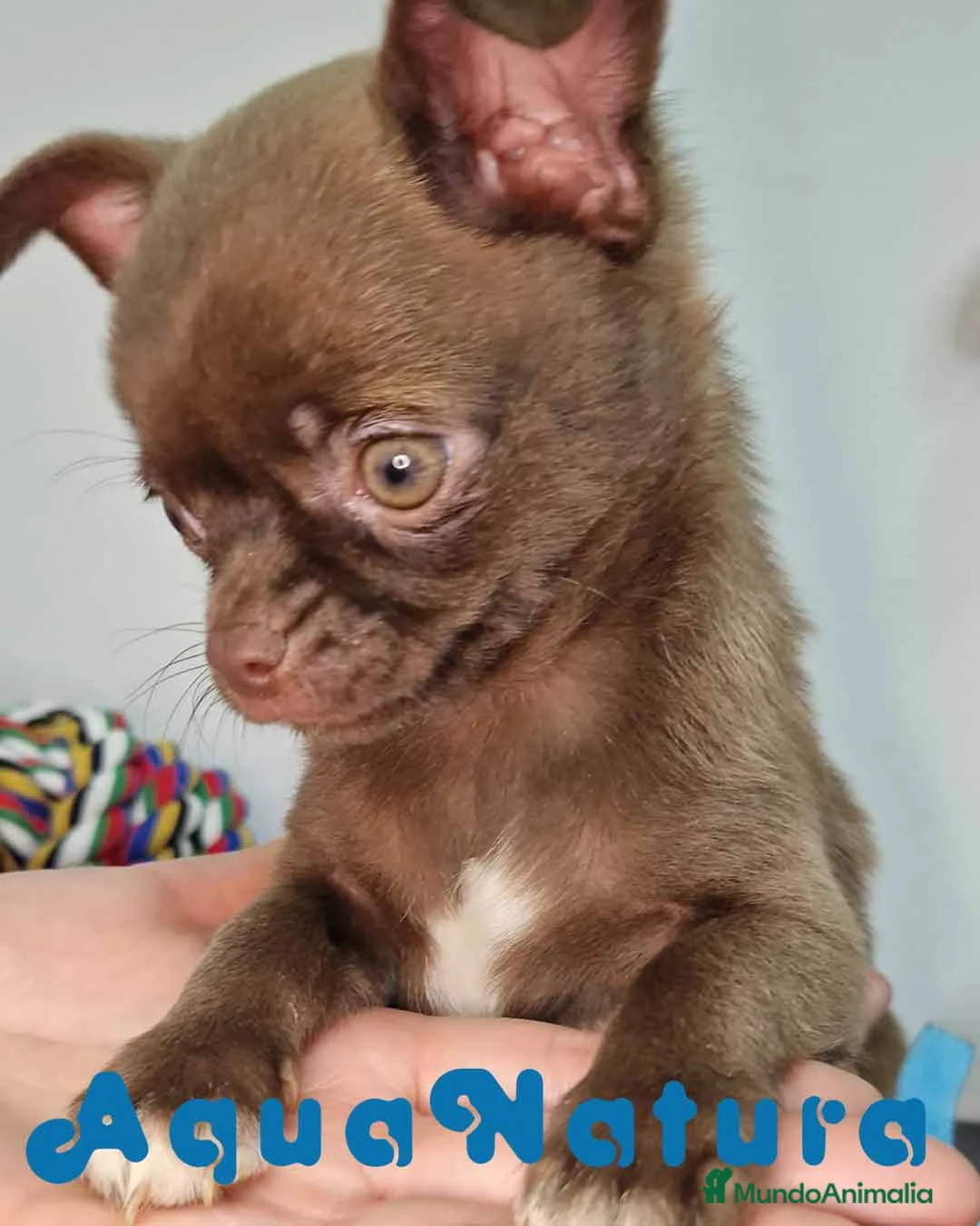 Chihuahua perros en venta: Chihuahua Macho 7510 - AQUANATURA en Barcelona - Anuncio 7