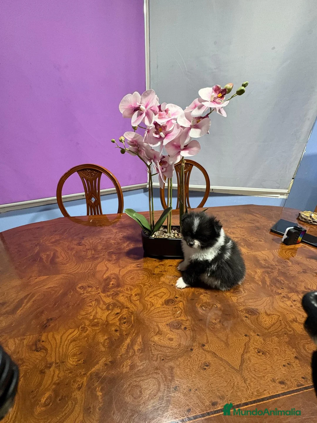 Pomerania perros en venta: Lulu Pomerania toy Party se llama Pinto - Anuncio 11