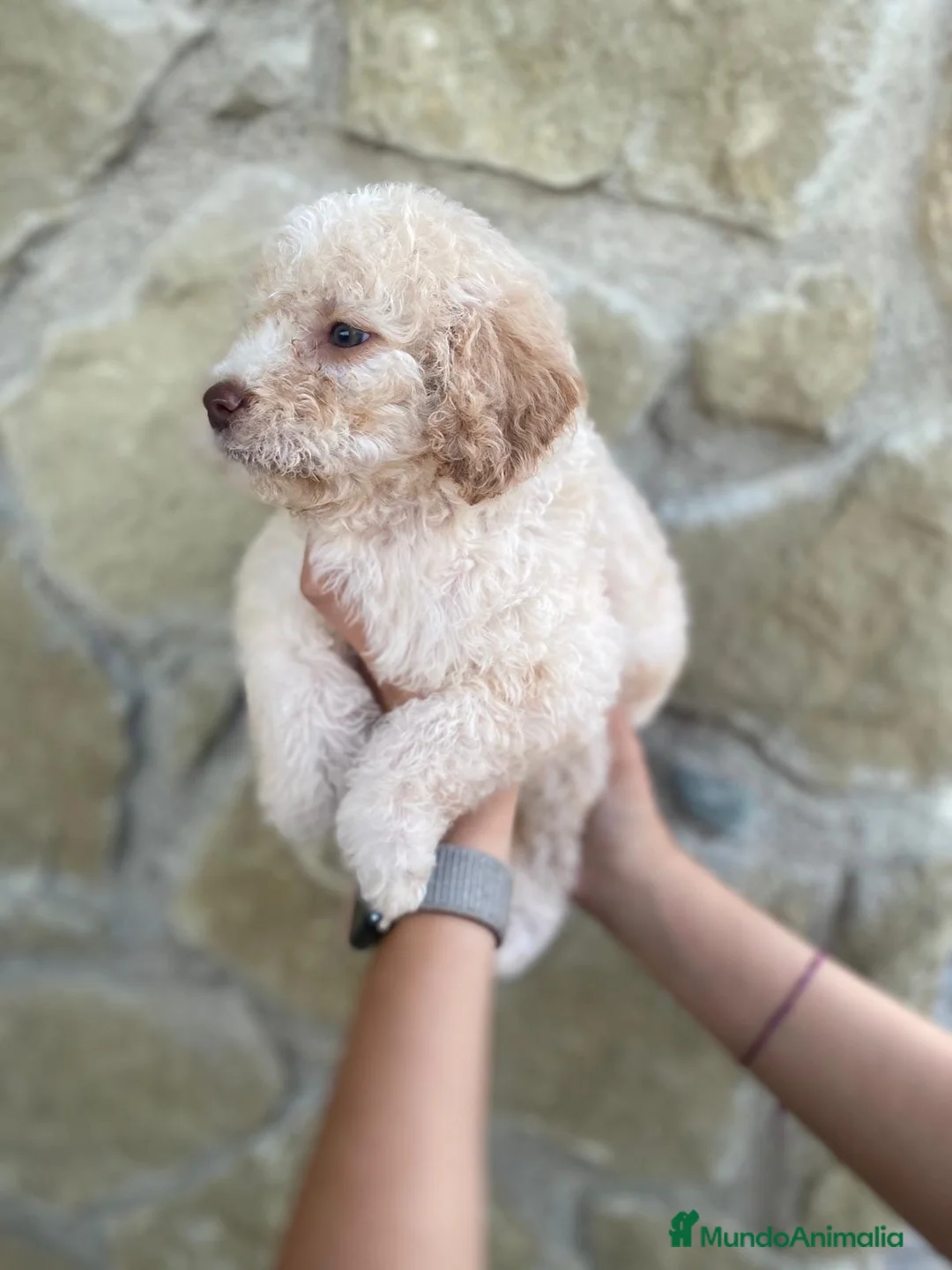 Perro de Agua Español perros en venta: Cachorros de Perro de Agua Español 🐾 - Anuncio 2