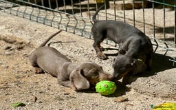 Teckel Miniatura perros en venta: TECKEL MINIATURA DISPONIBLES - Imagen 12