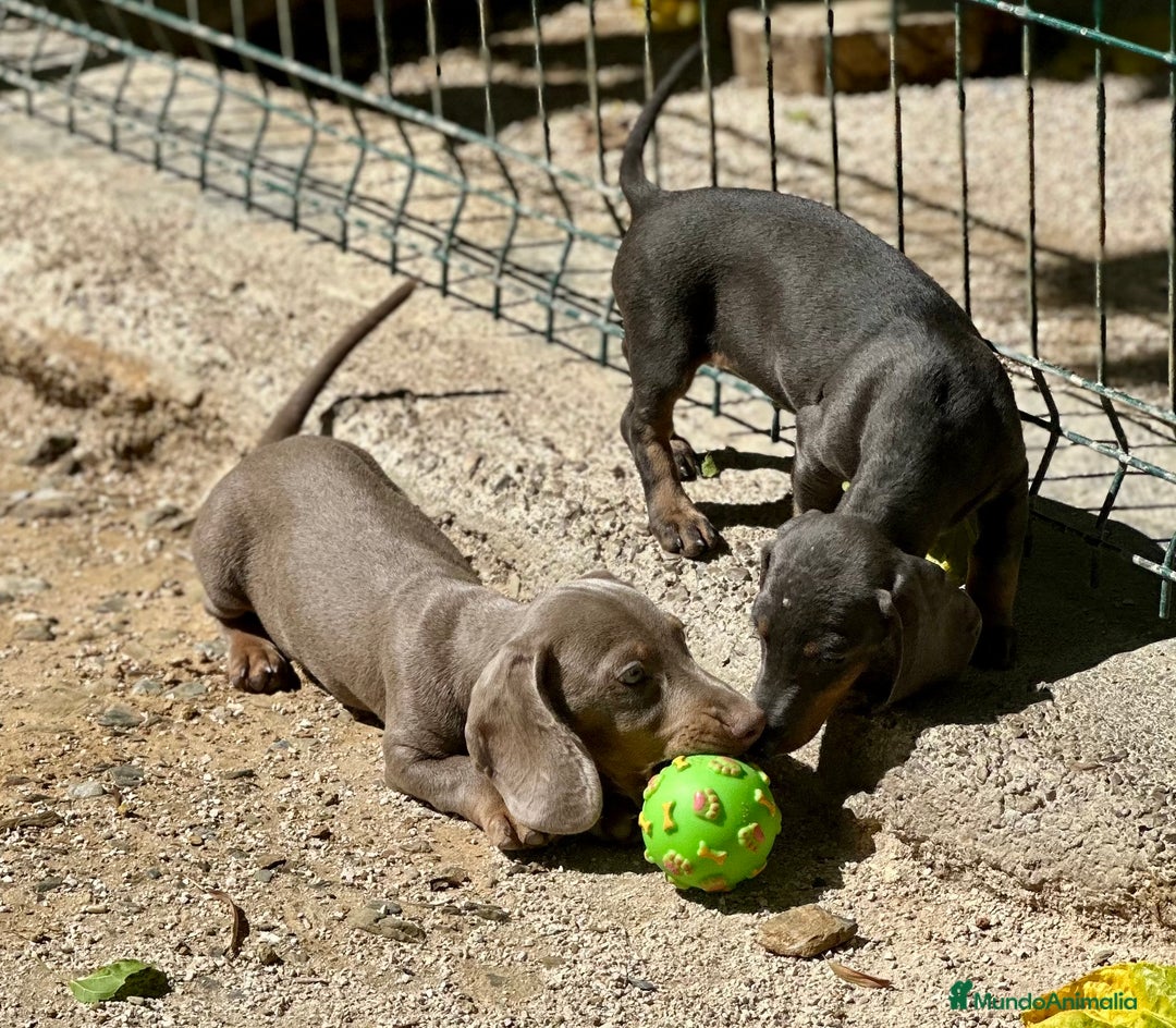 Teckel Miniatura perros en venta: TECKEL MINIATURA DISPONIBLES - Imagen 12