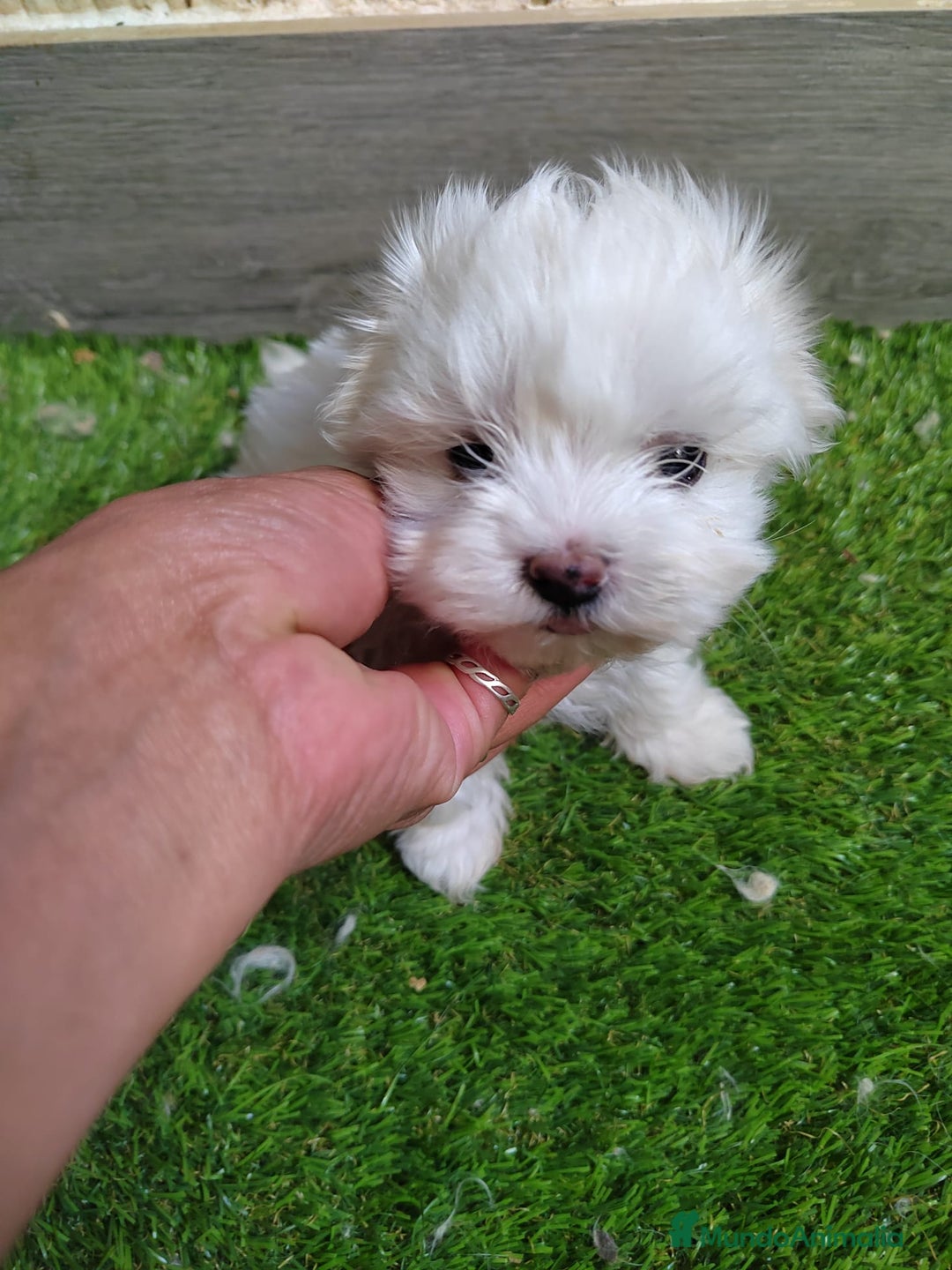 Bichón Maltés perros en venta: Bichon Maltes  - Imagen 1