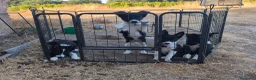Border Collie perros en venta: Cachorros border collie 350€ - Anuncio 5
