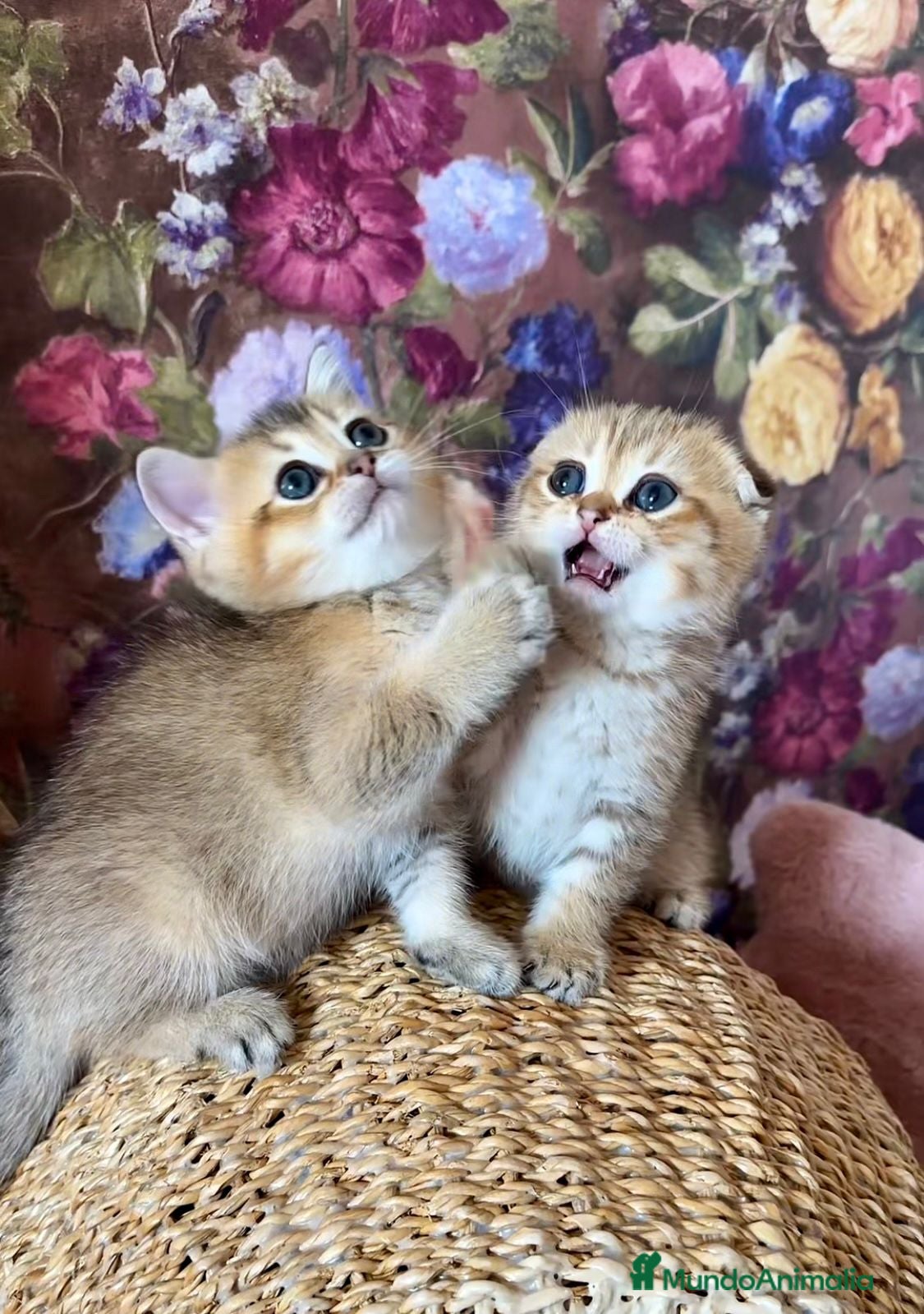 Británico de Pelo Corto gatos Británico gatitos - Anuncio 1