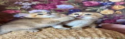 Británico de Pelo Corto gatos en venta: Británico gatitos - Anuncio 1