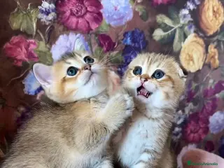 Británico de Pelo Corto gatos Británico gatitos - Anuncio 1