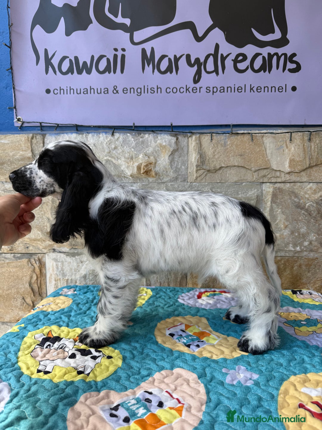 Cocker Spaniel Inglés perros en venta: Cachorros cocker spaniel Inglés listo para entrega - Imagen 3
