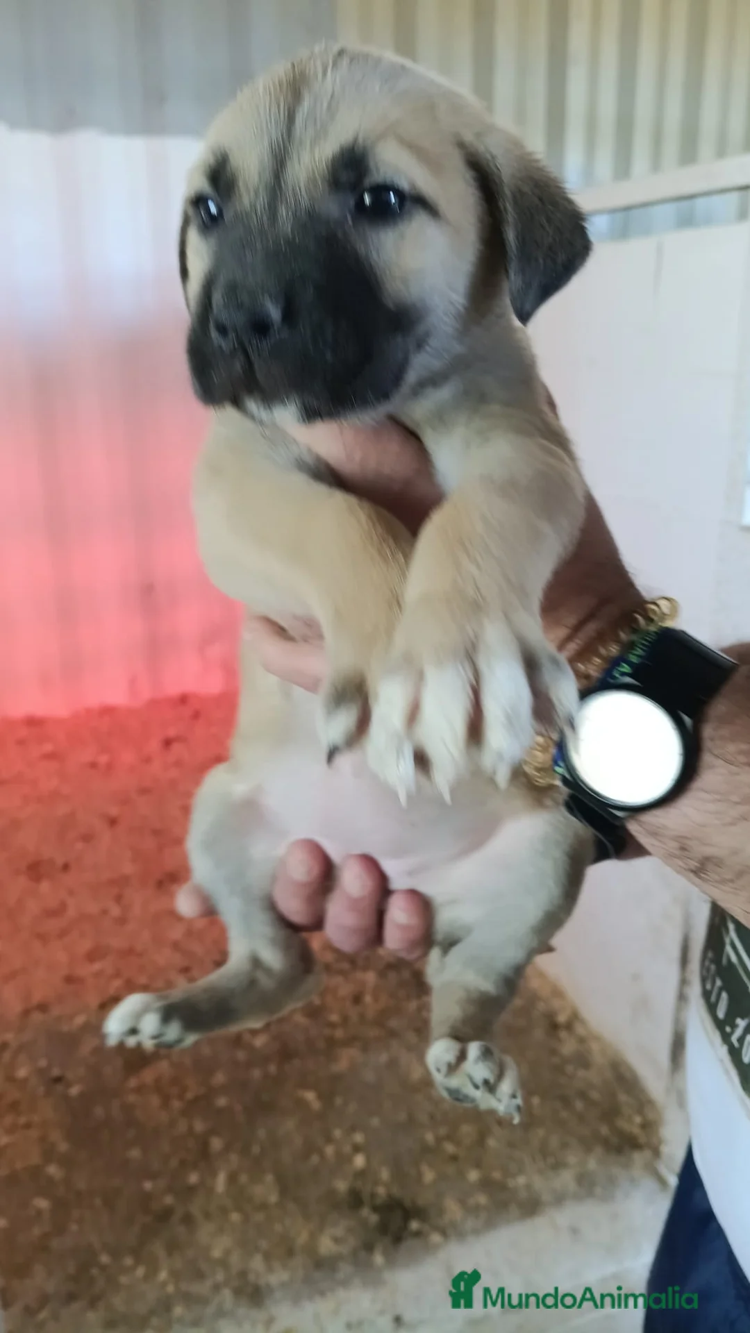 Mastín Español perros en venta: Últimas disponible, mastin hembras - Anuncio 4