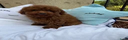 Caniche Toy perros en venta: Caniche toy disponible para entregar !! - Anuncio 2