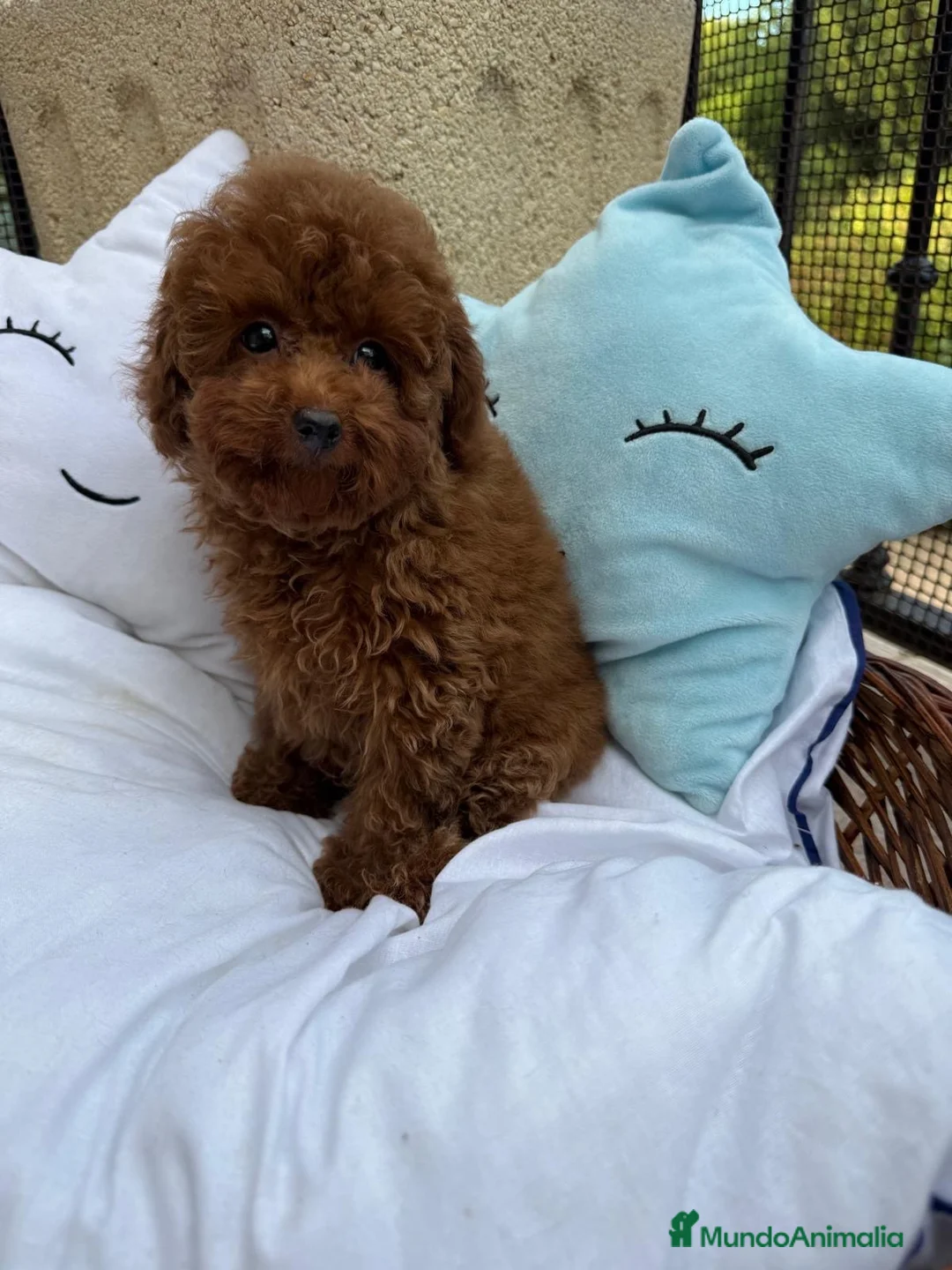Caniche Toy perros en venta: Caniche toy disponible para entregar !! - Anuncio 2