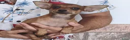 Chihuahua perros en venta: CHIHUAHUA Macho - Anuncio 4
