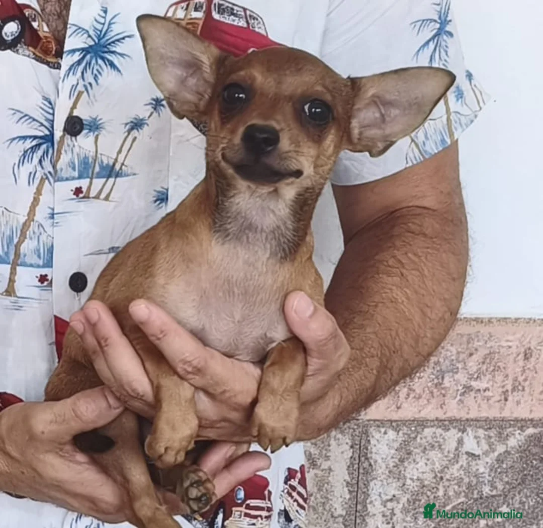 Chihuahua perros en venta: CHIHUAHUA Macho - Anuncio 4