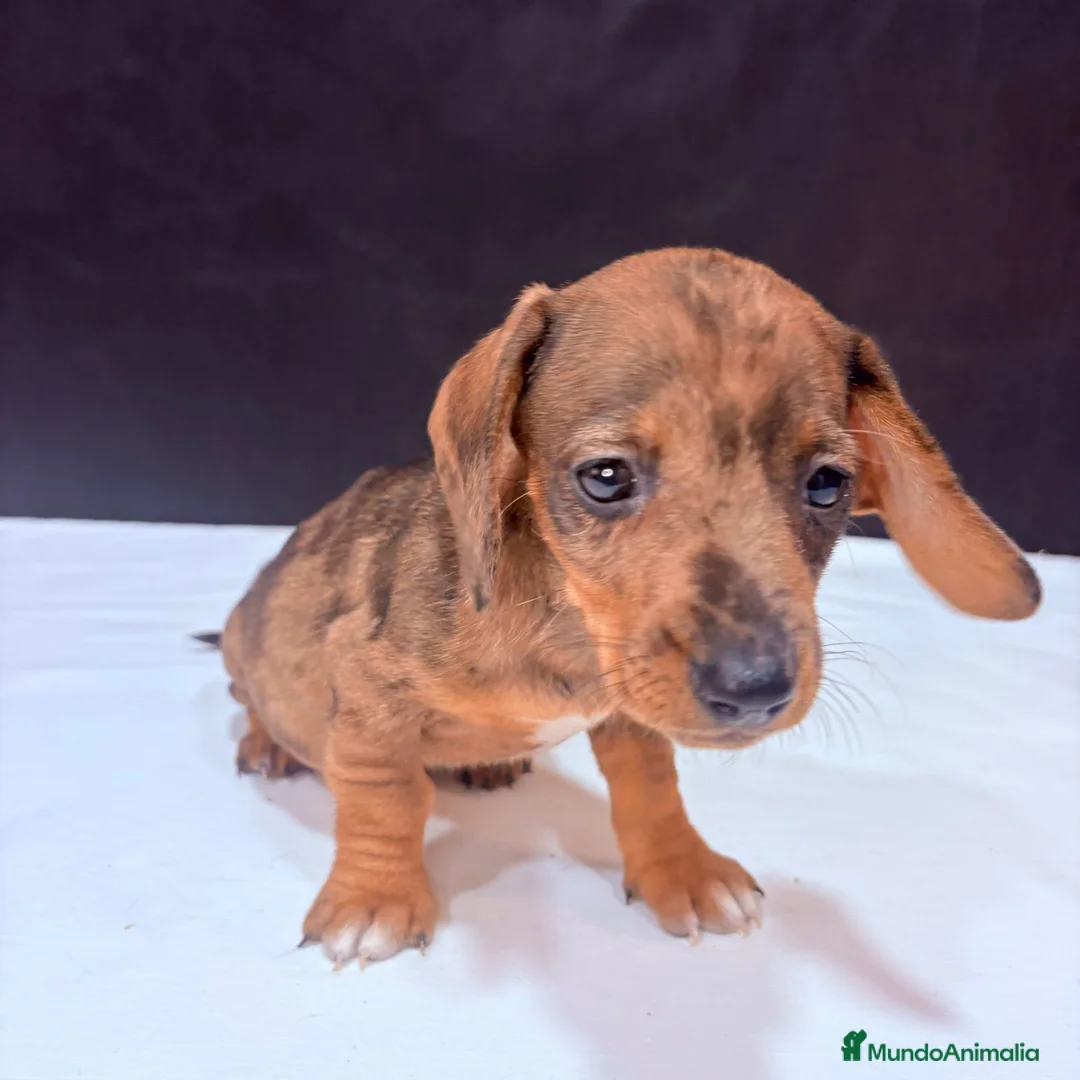 Teckel Miniatura perros en venta: Teckel Miniatura  - Anuncio 11