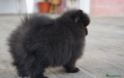 Pomerania perros en venta: 🐾 Roscón, Monk y Prodigy – Pomerania únicos 🐾 - Imagen 10