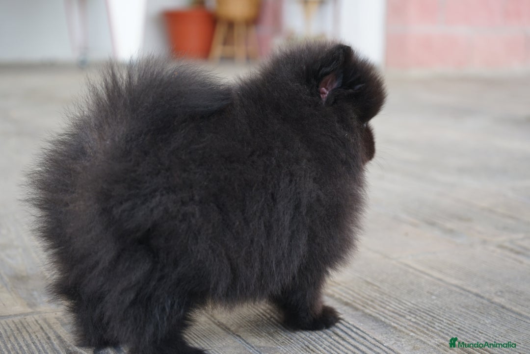 Pomerania perros en venta: 🐾 Roscón, Monk y Prodigy – Pomerania únicos 🐾 - Imagen 10