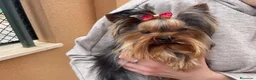 Yorkshire Terrier perros en venta: Cachorro yorkshire  - Anuncio 4