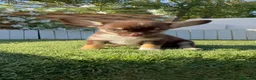 Chihuahua perros en venta: CHIHUAHUA CHOCOLATE - Anuncio 14