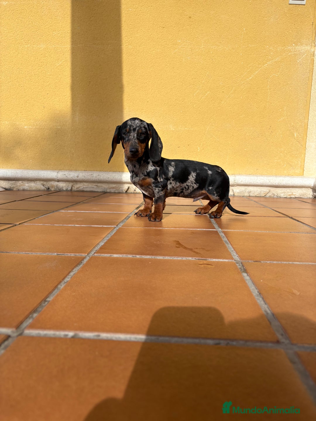 Teckel Miniatura perros en venta: Teckel miniatura macho arlequín Merle plata  - Anuncio 21