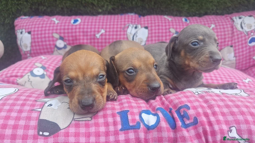 Teckel Miniatura perros en venta: Teckel kanichen Machos color oja seca  - Anuncio 1