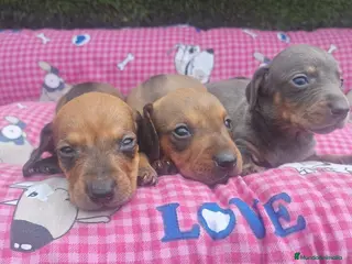 Teckel Miniatura perros Teckel kanichen Machos color oja seca - Anuncio 1