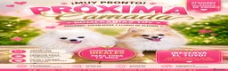 Pomerania perros en venta: Próxima camada de Pomerania toy  - Anuncio 1