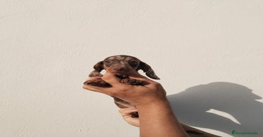Teckel Miniatura perros - Anuncio 8