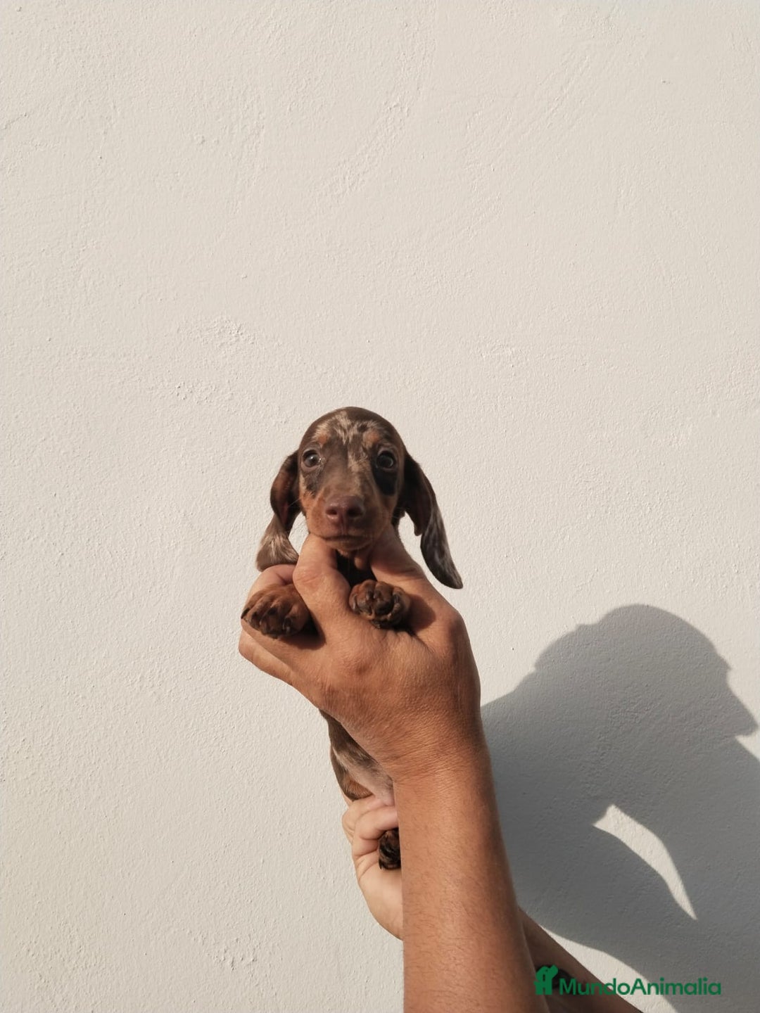 Teckel Miniatura perros en venta: Camada teckel chocolate y arlequín chocolate  - Imagen 3