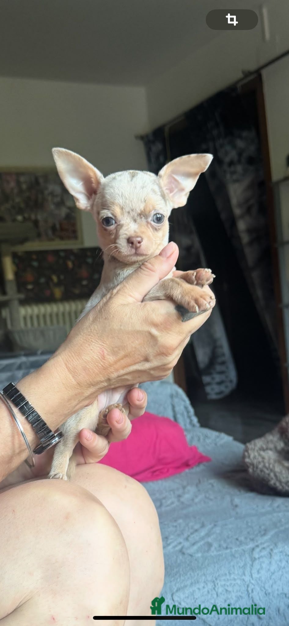 Chihuahua perros Chihuahuas merles exoticos - Anuncio 25